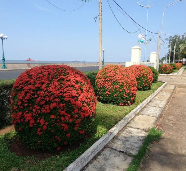 cây trang thái được trồng trang trí trong công viên