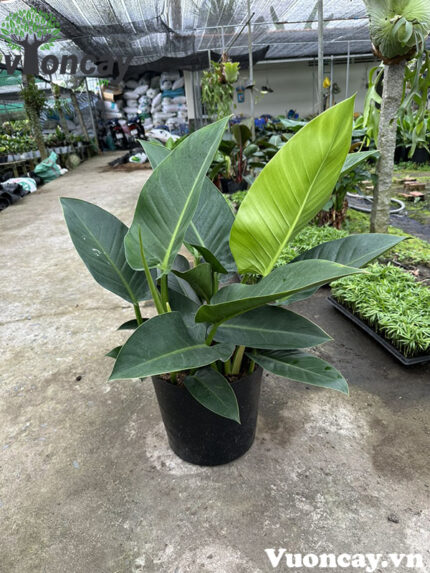 Cây Trầu Bà Đế Vương Xanh - Giá Sỉ