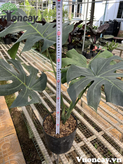 Cây Montera cao 60 - 70 cm