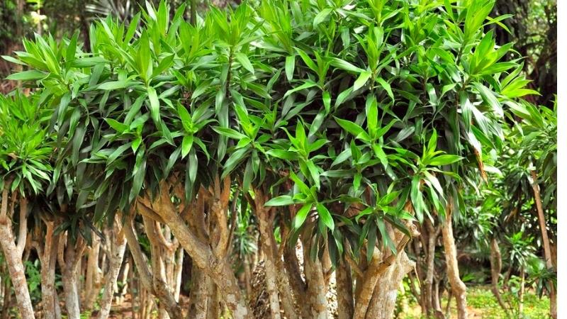 Cây trúc bách hợp