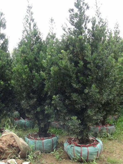 Cây Tùng La Hán 001