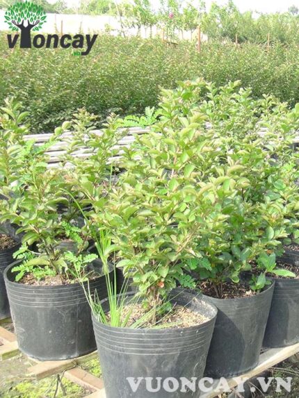 Cây tường vi cao 35 - 40 cm - Giá Sỉ