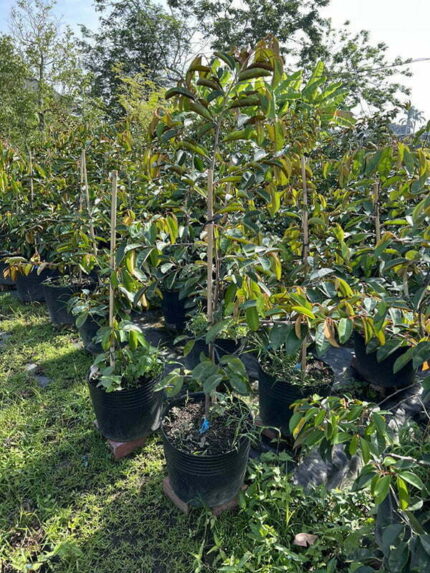 Cây Vú Sữa Lò Rèn cao 1,5m