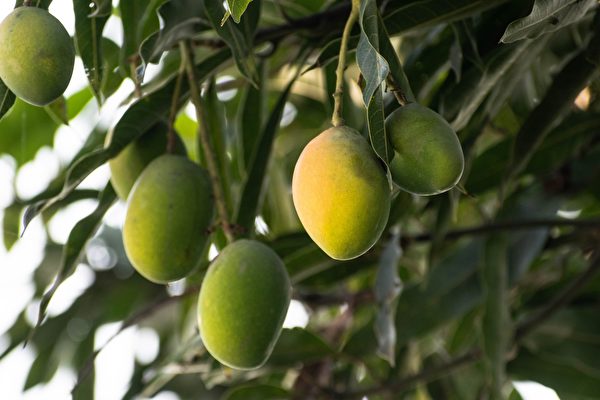 Cây xoài cảnh