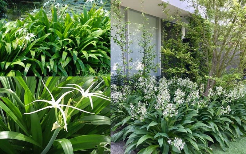 Chăm sóc tốt giúp cây bạch trinh biển nhanh ra hoa