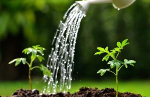 Cách chăm sóc cây cảnh trong chậu để cây luôn xanh tốt