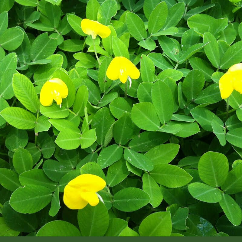 Cỏ đậu phộng trồng sân vườn