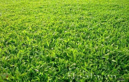 cỏ lá gừng thái trồng phủ nền sân vườn