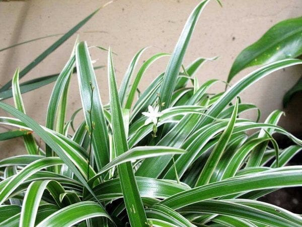 cỏ lan chi trồng sân vườn