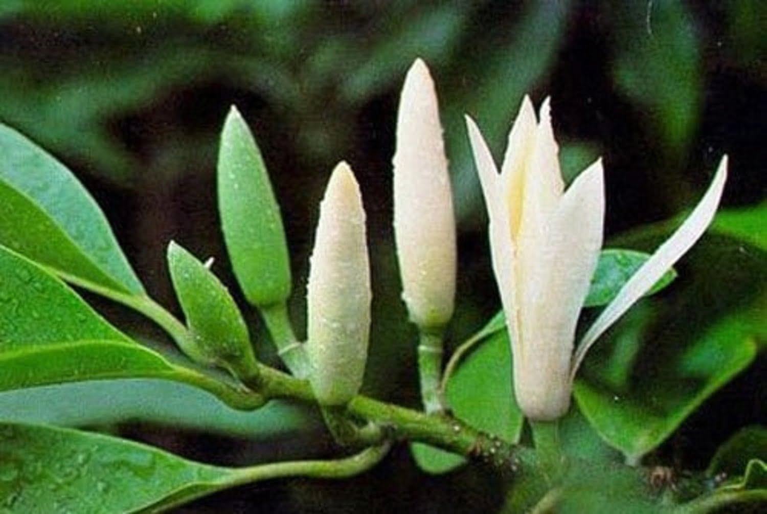 Có nên trồng cây ngọc lan trắng trước nhà không