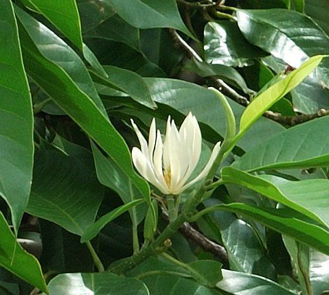công dụng hoa ngọc lan trắng