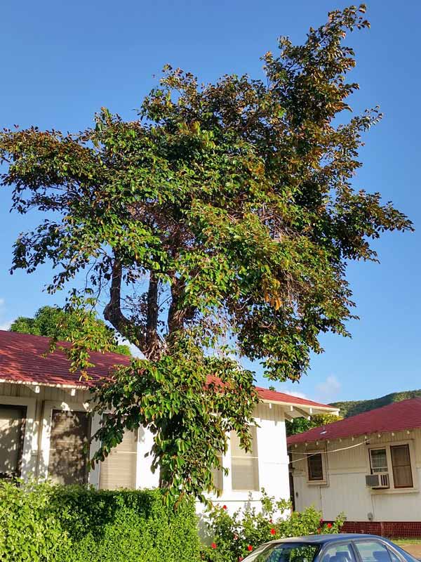 Công dụng cây vú sữa