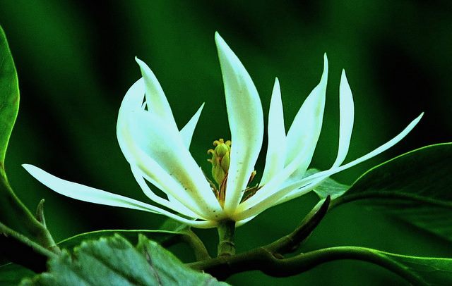 Đặc điểm cây hoa ngọc lan trắng