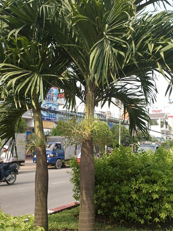 Đặc điểm sinh lý của cây cau trắng