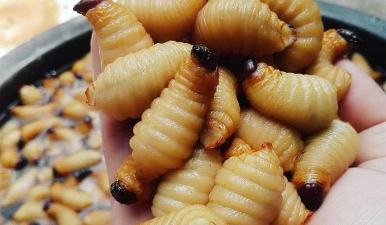 Hình ảnh con đuông dừa