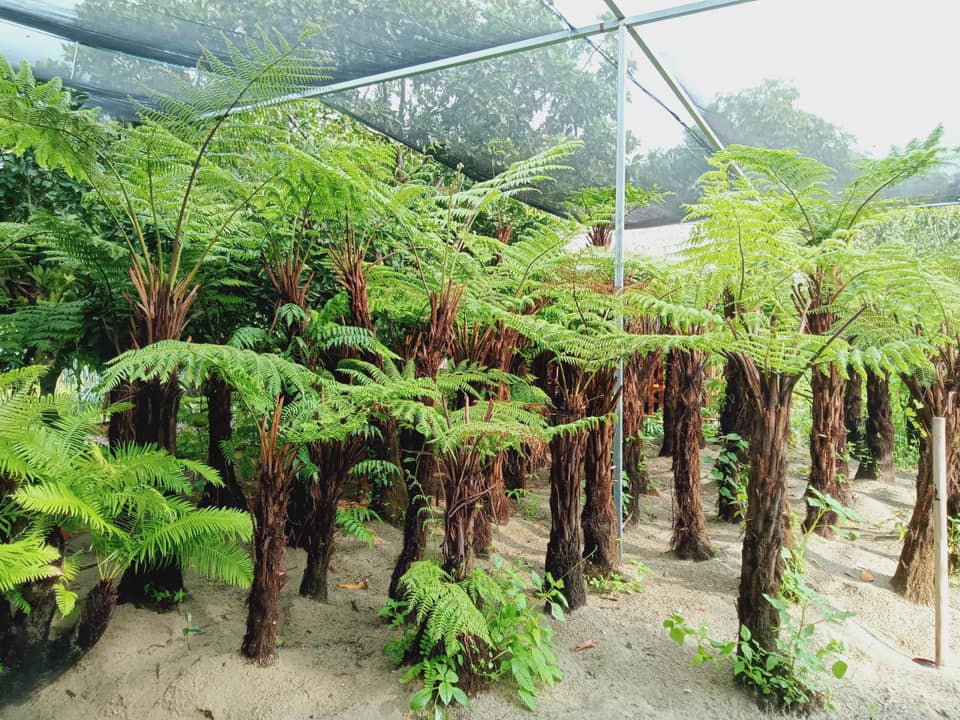 Cây dương xỉ cổ đại