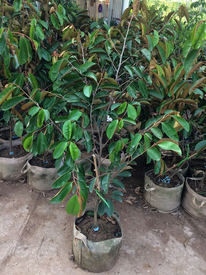 giá cây vú sữa