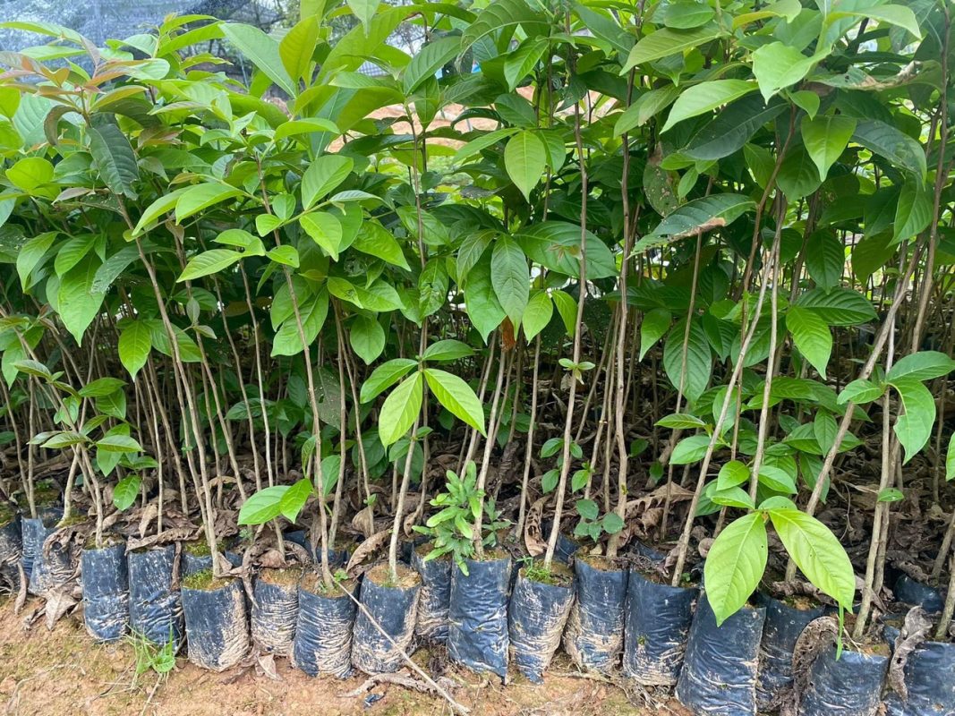 giống cây bằng lăng