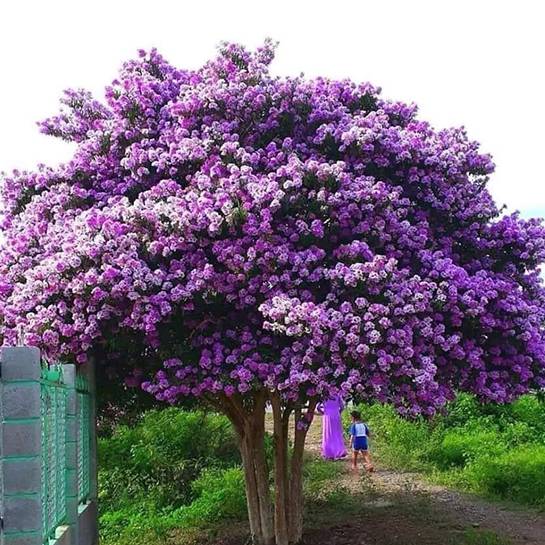 hình ảnh cây bằng lăng