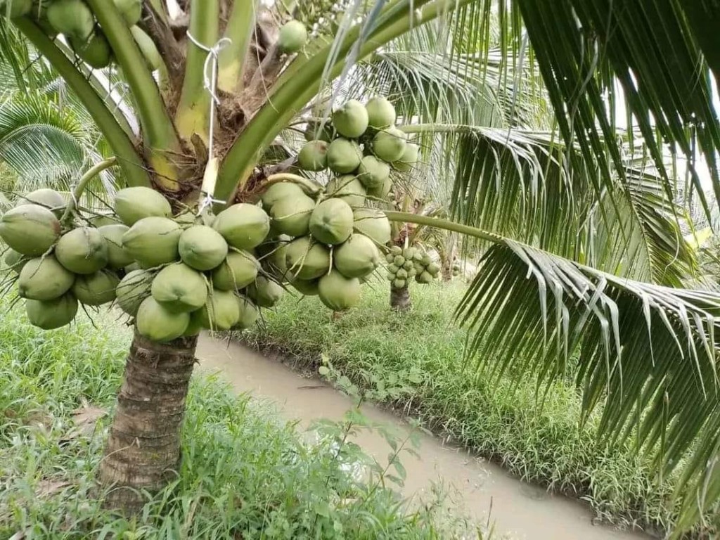 Hình ảnh cây dừa đẹp