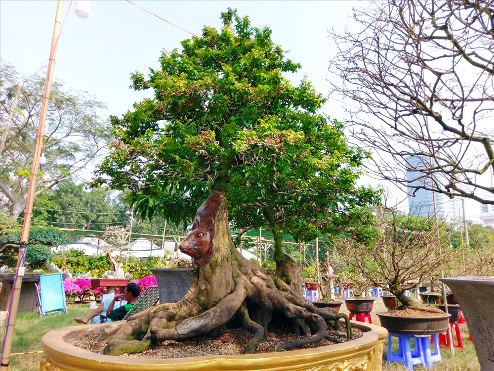 hình ảnh cây khế cảnh
