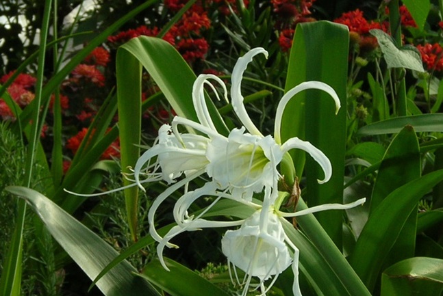 Hoa bạch trinh biển đẹp