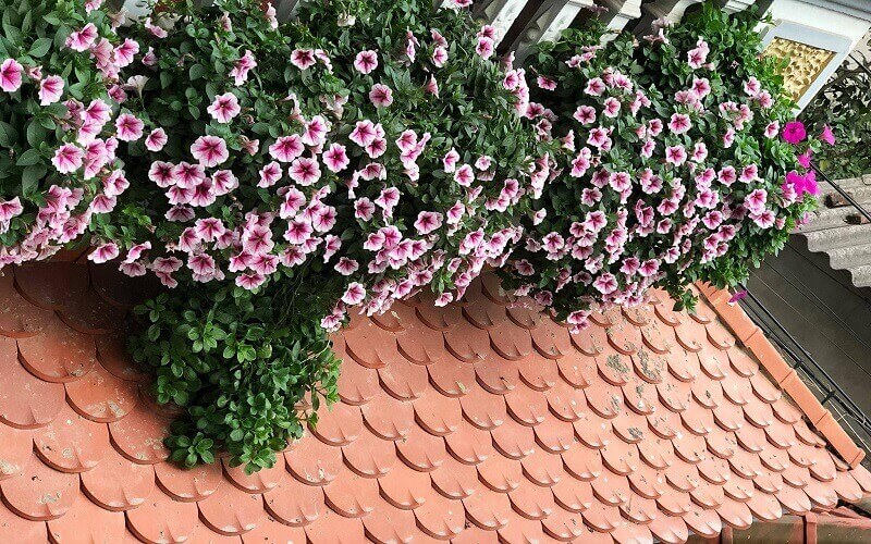 hoa dạ yến thảo trồng trước nhà