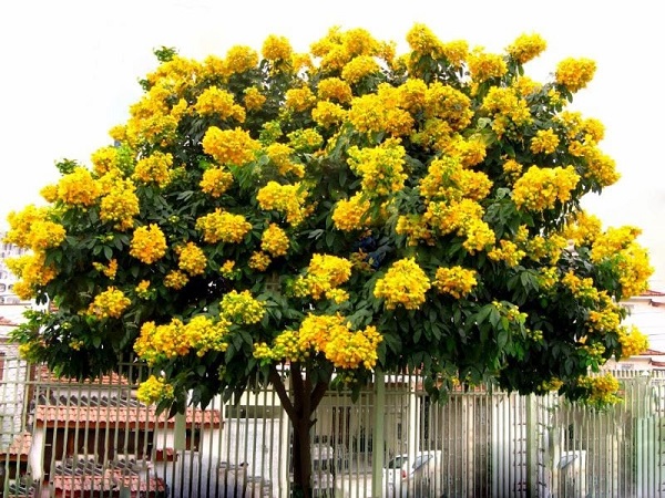 Hoa giáng hương