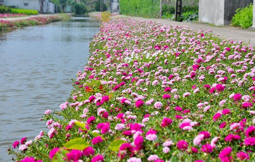hoa mười giờ