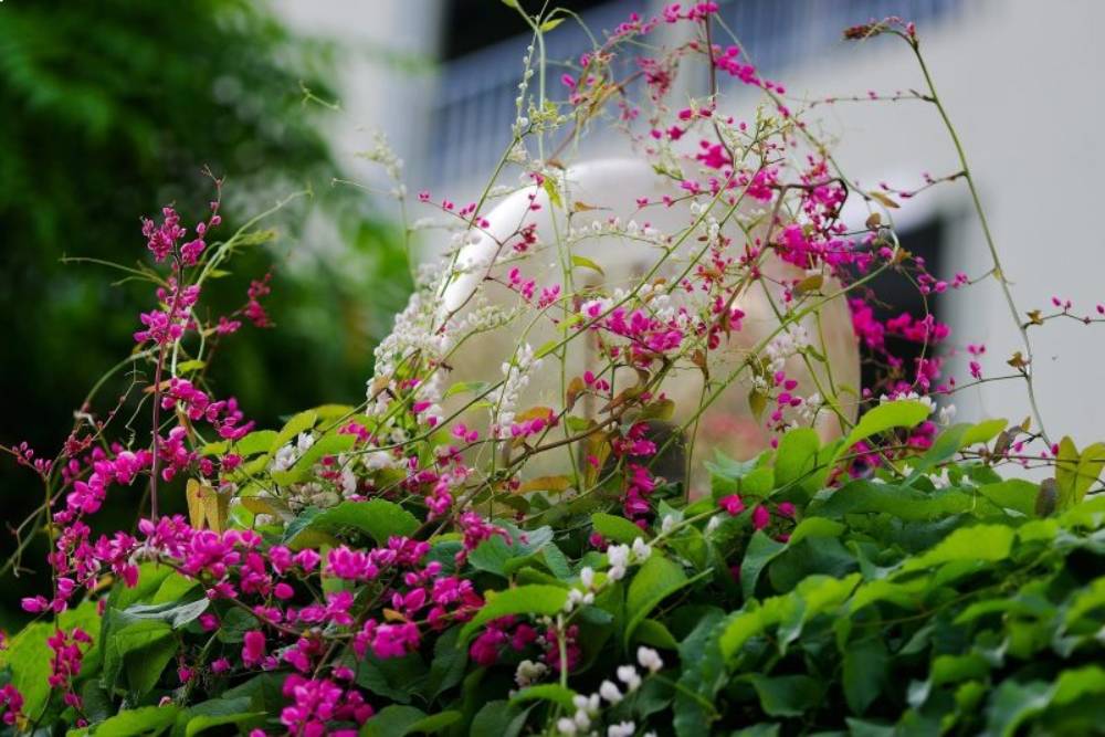 trồng hoa tigon trên sân thượng