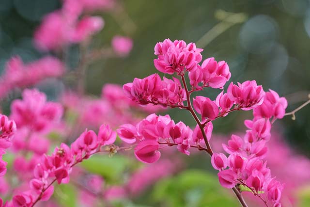 hoa tigon