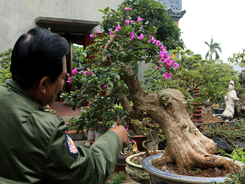 Kỹ thuật cắt tỉa cây cảnh