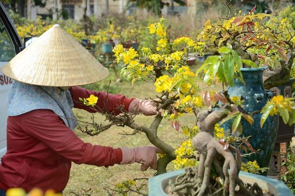 kỹ thuật trồng cây hoa mai vàng