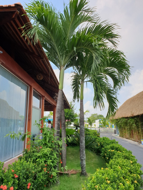 lá cây cau bẹ trắng