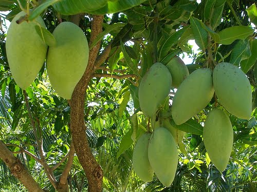 Mách bạn những cây ăn quả trồng trước nhà mang lại nhiều may mắn