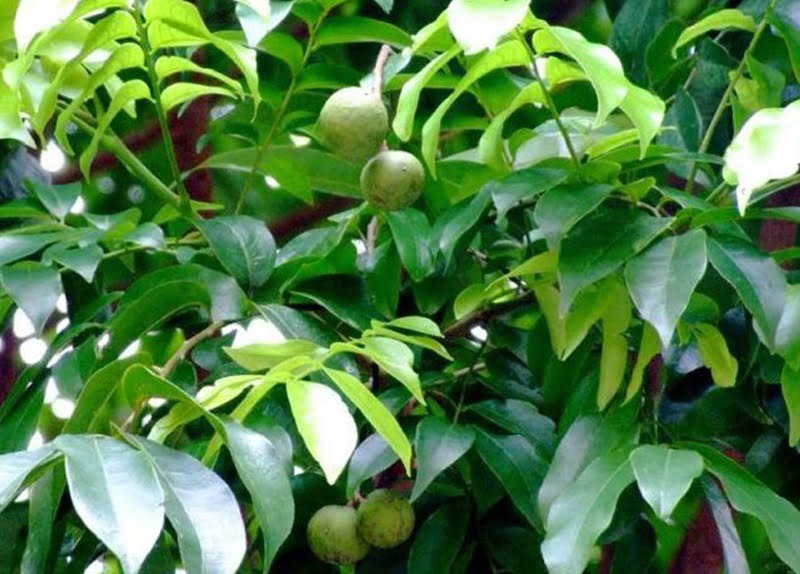 Mách bạn những cây ăn quả trồng trước nhà mang lại nhiều may mắn