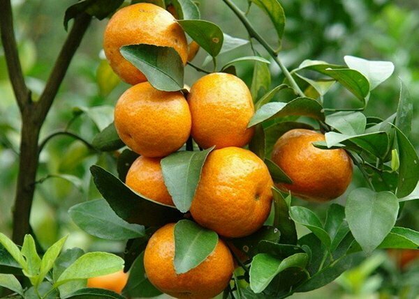 Mách bạn những cây ăn quả trồng trước nhà mang lại nhiều may mắn