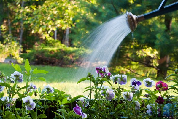 Mách bạn những nguyên tắc tưới nước cho cây cảnh đúng cách
