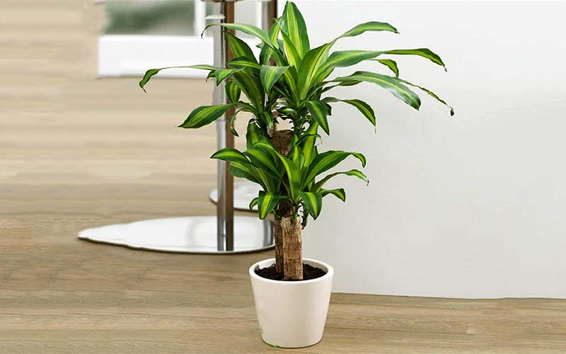Cây cũng rất dễ trồng, dễ sống và chịu hạn tốt.