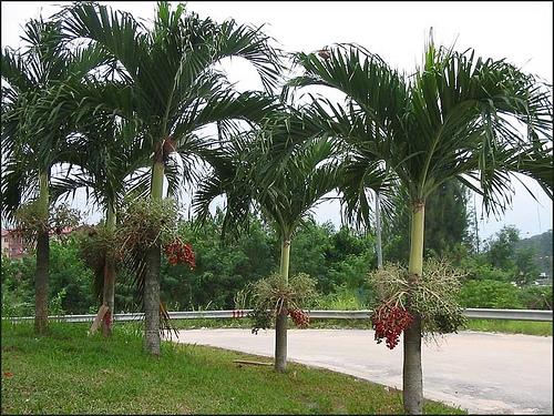 trái cau trắng