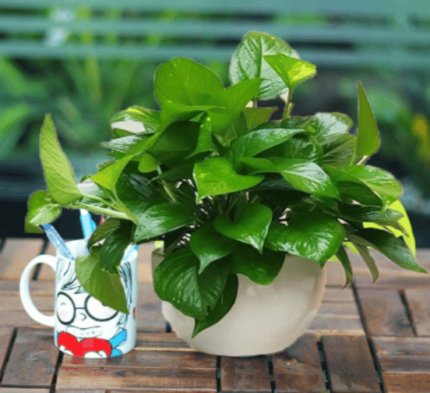 Chậu Trầu Bà Xanh Để Bàn