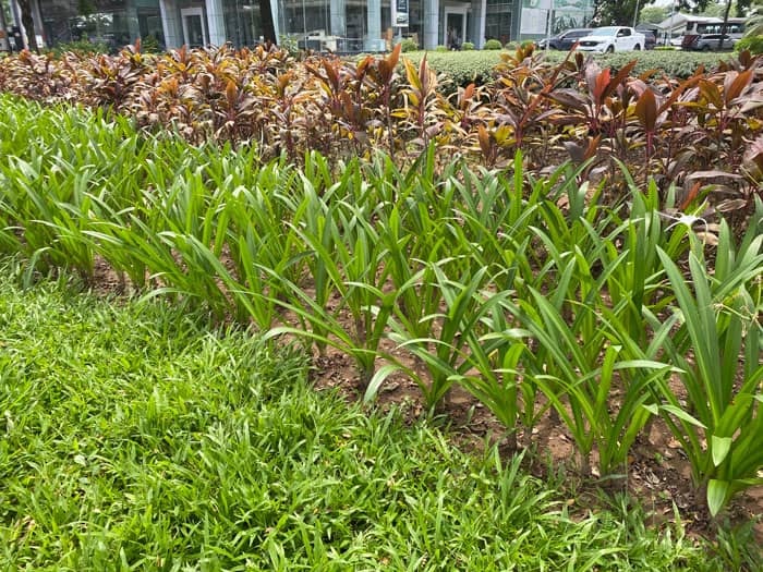 Cách trồng cây bạch trinh biển