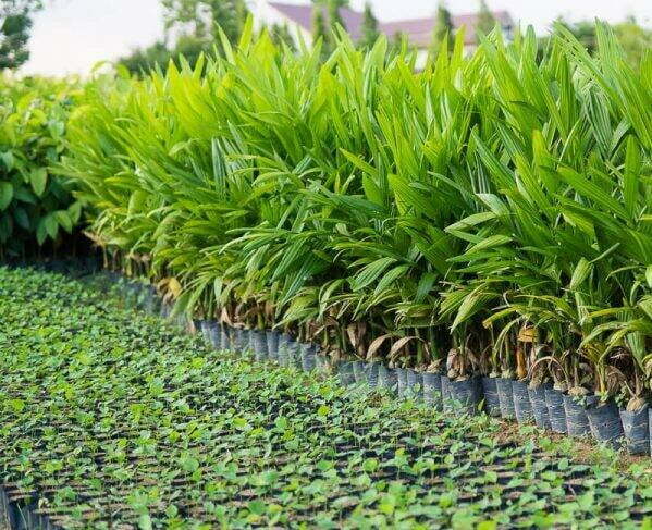 Trồng cây cau lùn trước nhà có hợp phong thuỷ không?