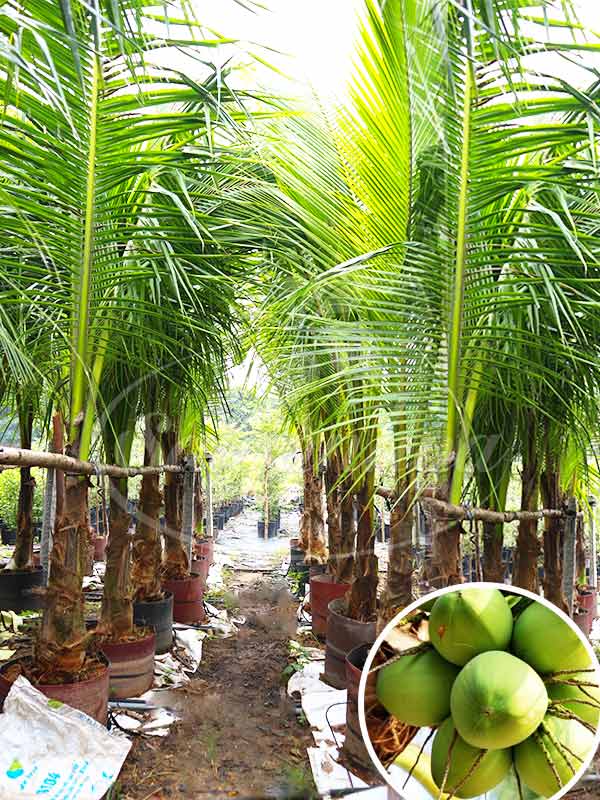Cần chọn giống cây dừa làm cảnh