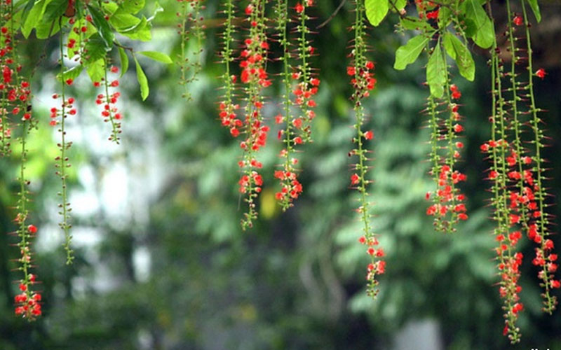 trồng cây lộc vừng