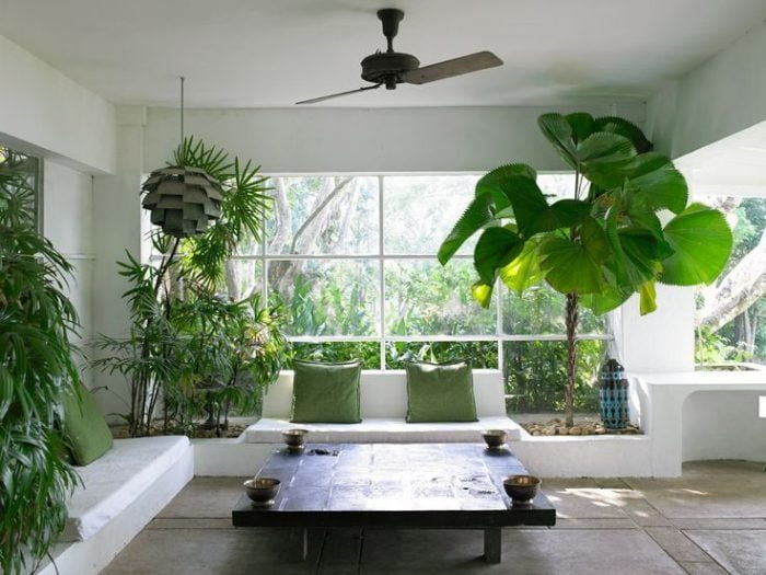 Lợi ích của việc trồng cây xanh trong nhà