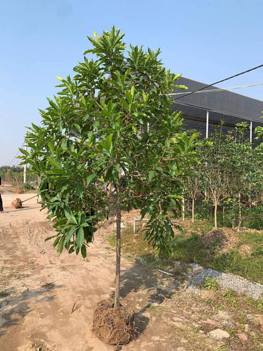 Trồng cây vú sữa