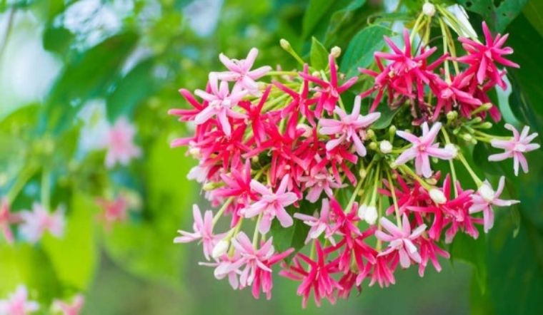 trồng hoa sử quân tử trên sân thượng