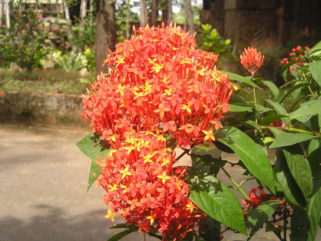 Bông trang thái đẹp