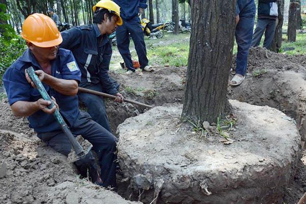 cách trồng cây mới bứng